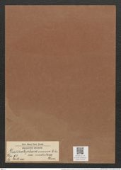 Grammatophora oceanica var. nodulosa Grun. (de-Toni-Nr.: Genus 93, Species 3036) Zeichnungen Sammlung Grunow Mappe 03226 (Herbarium_W_Grunow_drawings_Folder_03226)